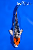 4" GINRIN KUCHIBENI YAMATO NISHIKI