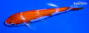 5.75" GINRIN KOHAKU