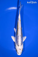 7.75" KIN KIKOKURYU