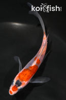 4.5" GOSHIKI BUTTERFLY