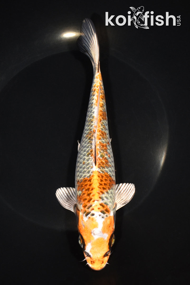 7.75" BENI GINGA