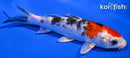 5.75" YAMATO NISHIKI
