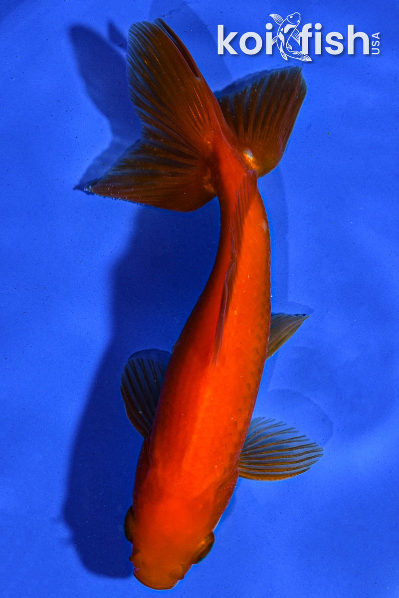 5" WAKIN GOLDFISH