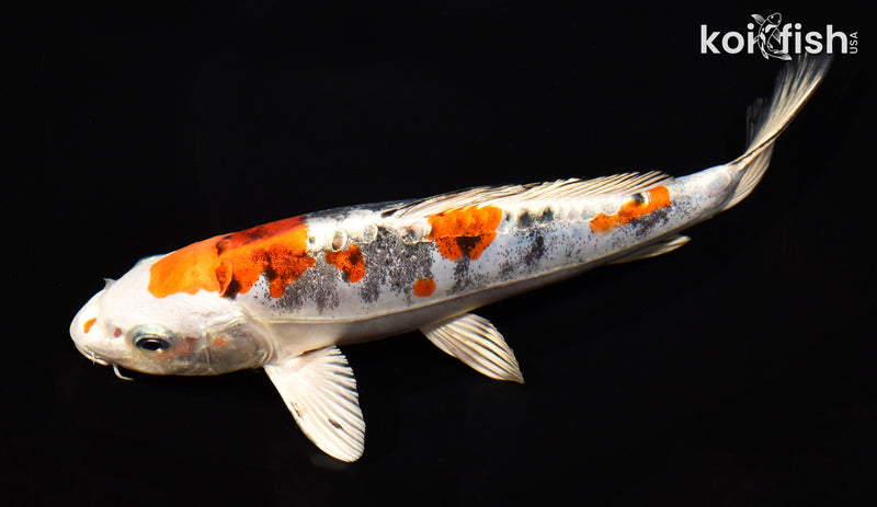 8.5" BENI KIKOKURYU