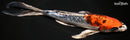 11" BENI KIKOKURYU BUTTERFLY