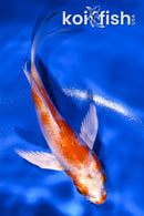 4.25" HARIWAKE BUTTERFLY