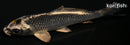 4.25" GINGA