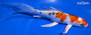 8.5" YAMATO NISHIKI BUTTERFLY