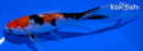 6.75" SANKE BUTTERFLY