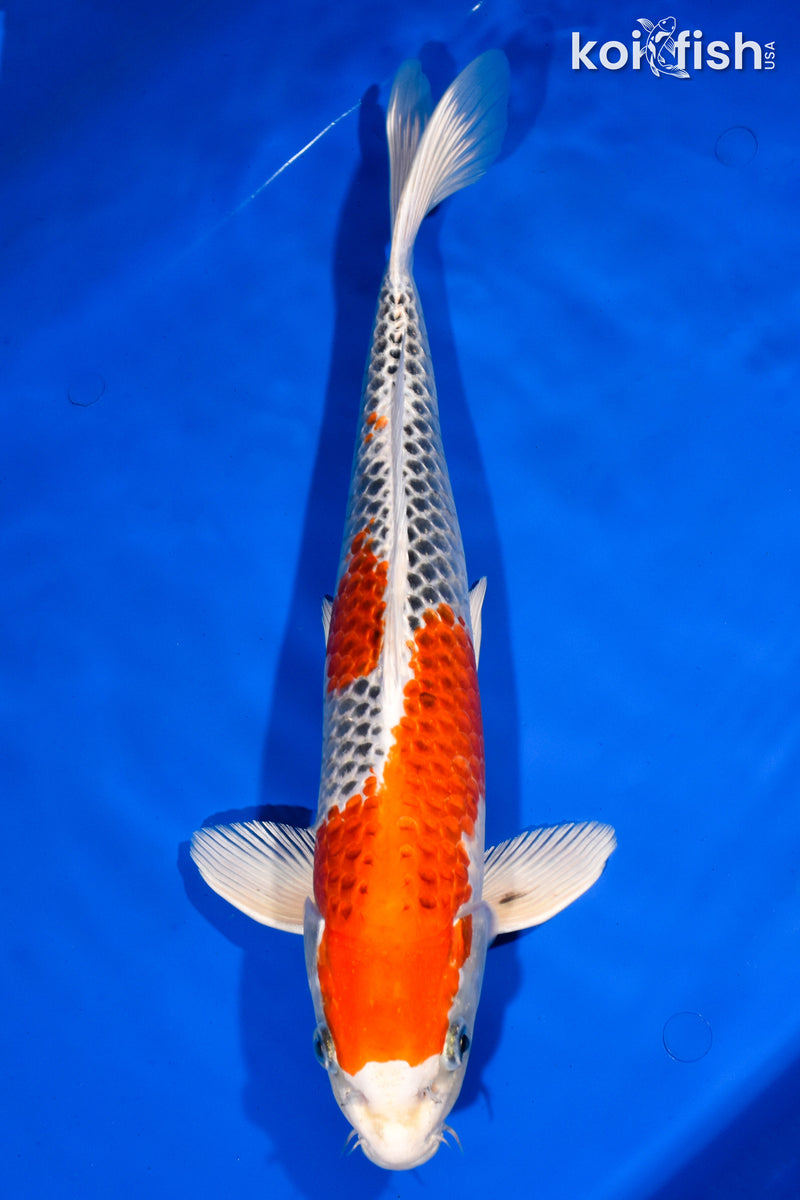 16" KUJAKU