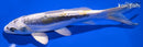 7.75" KIN KIKOKURYU