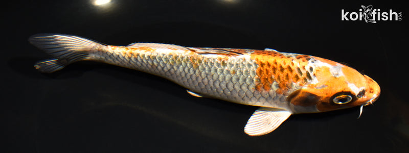 7.75" BENI GINGA