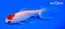 5.75" WATONAI GOLDFISH