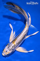 9.75" KIN KIKOKURYU BUTTERFLY