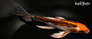 10" BENI KIKOKURYU BUTTERFLY