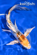 8" GINRIN YAMATO NISHIKI BUTTERFLY