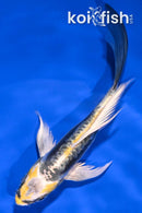 5" KIN KIKOKURYU BUTTERFLY