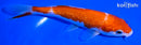5.75" GINRIN KOHAKU