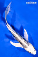6" KIKOKURYU BUTTERFLY