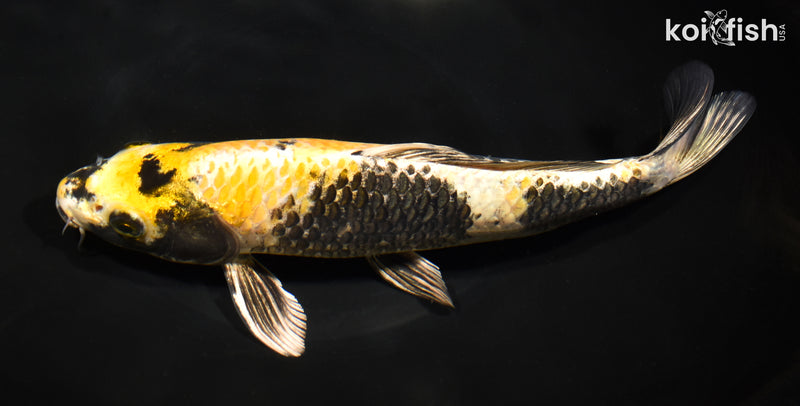11.25" KIN KI SHOWA