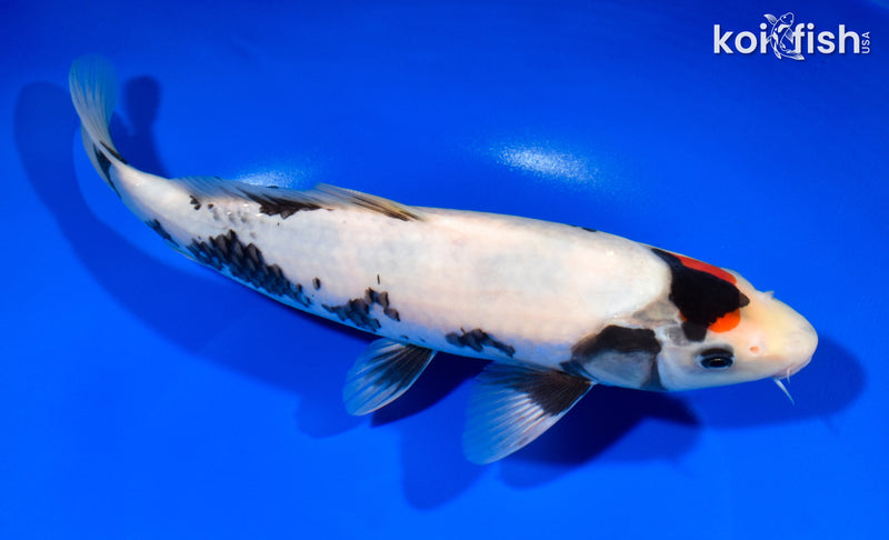 10.5" TANCHO SHOWA