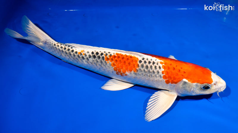 16" KUJAKU