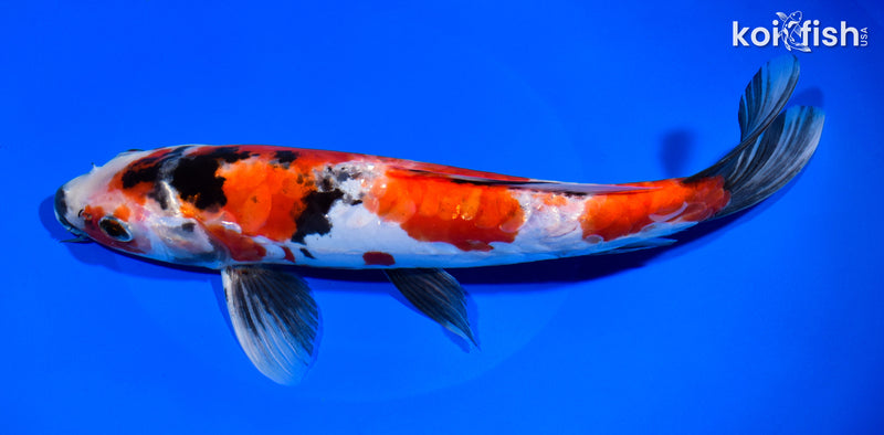 10.75" DOITSU SHOWA