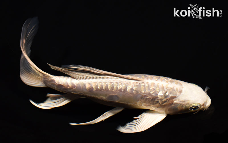 8.25" GINRIN DOITSU PLATINUM OGON BUTTERFLY