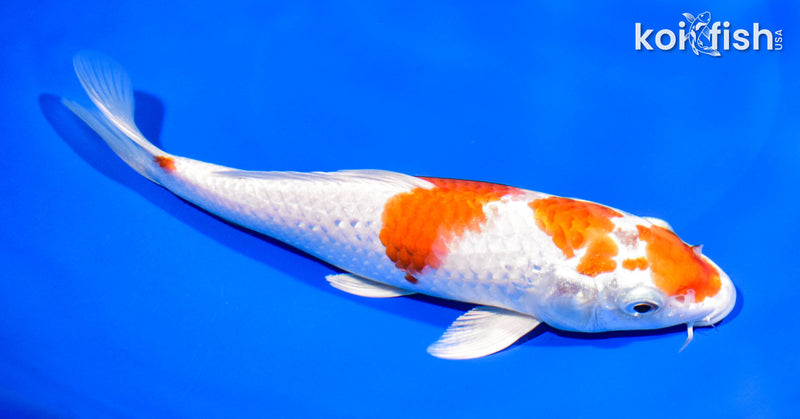 8" HARIWAKE
