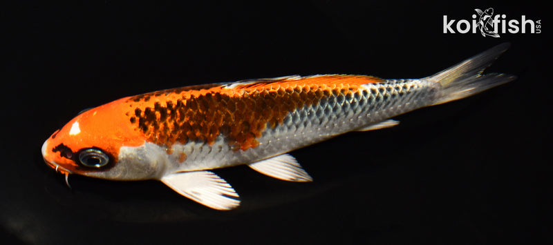 6.25" KUJAKU