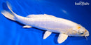11.25" KIKUSUI