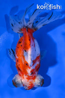 4.5" CALICO TELESCOPE FANTAIL GOLDFISH