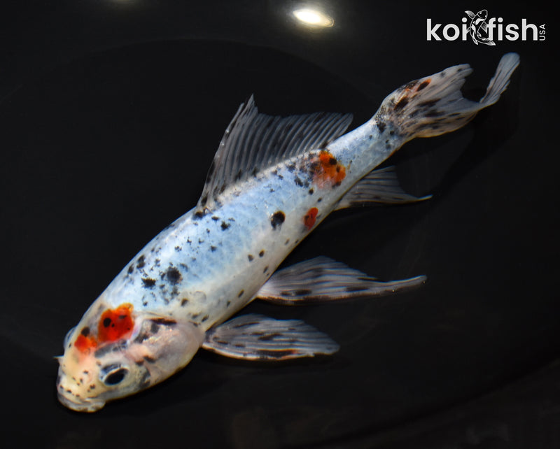 7.75" SHUBUNKIN GOLDFISH