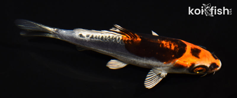 5.25" BENI KIKOKURYU