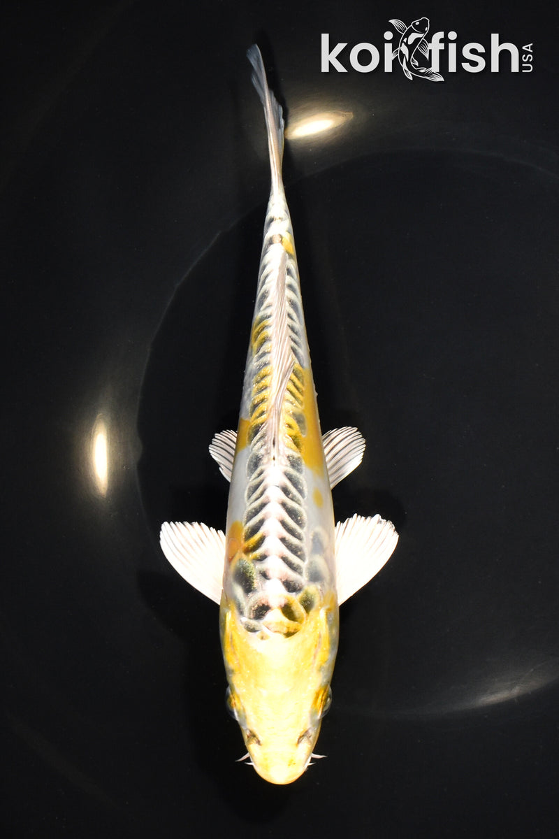 7.5" ARAGOKE KUJAKU