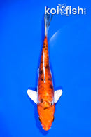 6.25" ARAGOKE HEISEI NISHIKI