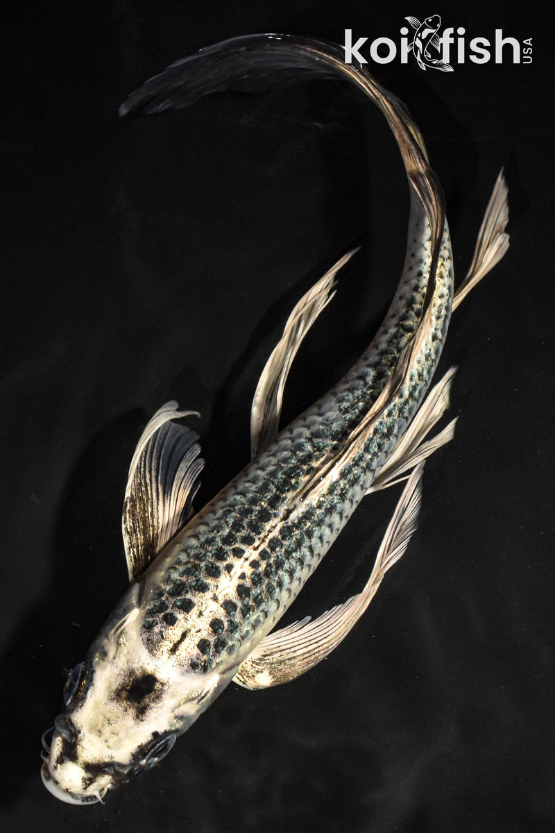 9" GIN MATSUBA BUTTERFLY