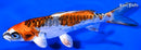 6" BENI KIKOKURYU