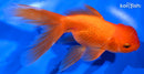5.5" ORANDA GOLDFISH