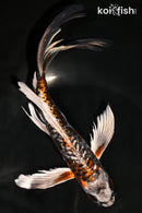 9.25" BENI KIKOKURYU BUTTERFLY