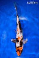 10.5" KIN SHOWA