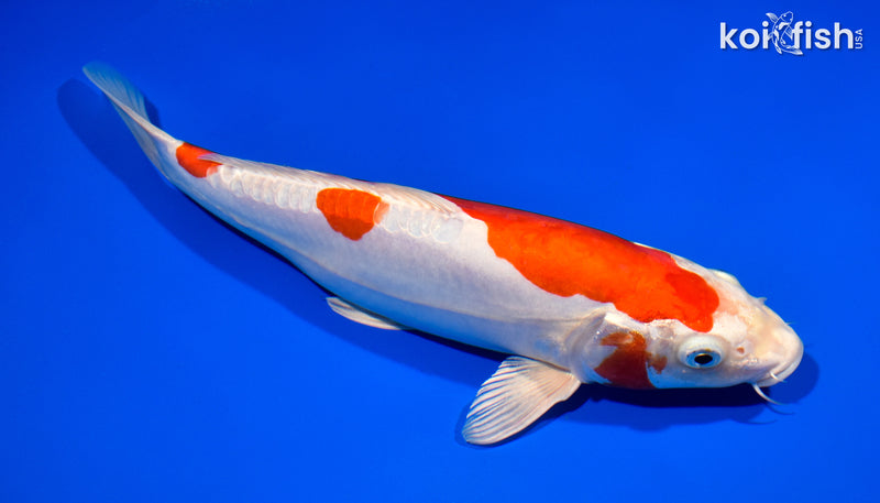 11" KIKUSUI