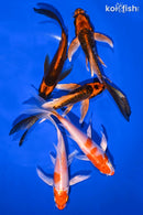 PACK OF (5) 5.25-5.75" BUTTERFLY KOI