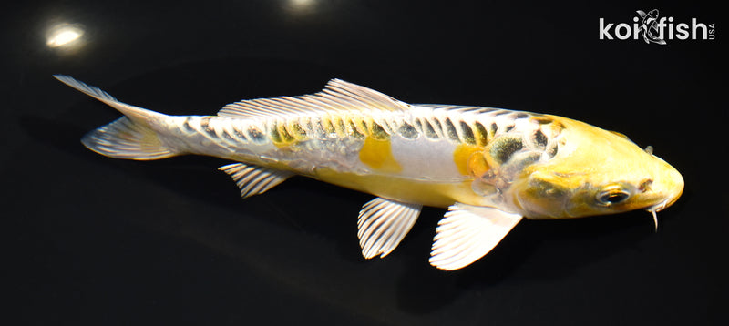7.5" ARAGOKE KUJAKU