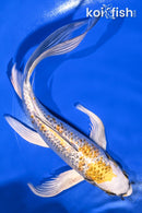 8.75" GINRIN KUJAKU BUTTERFLY