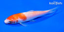 5.25" KOHAKU