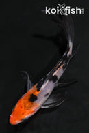 4.25" SANKE BUTTERFLY