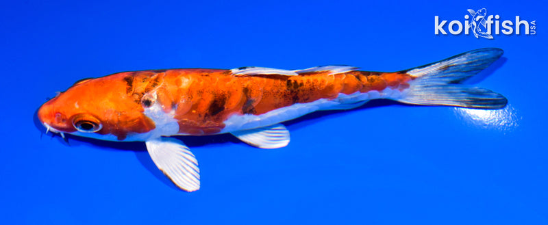 6.25" ARAGOKE HEISEI NISHIKI