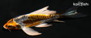 4.5" BENI KIKOKURYU BUTTERFLY