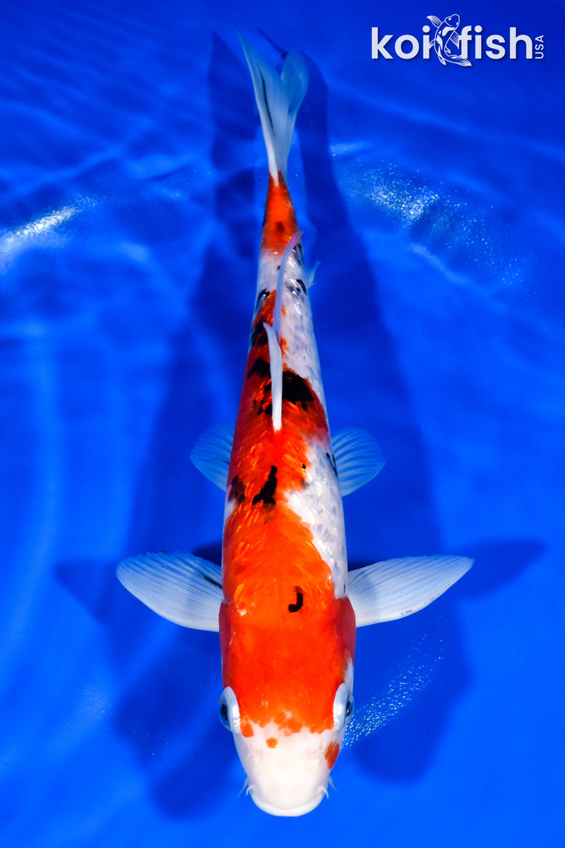 12.5" GINRIN SANKE